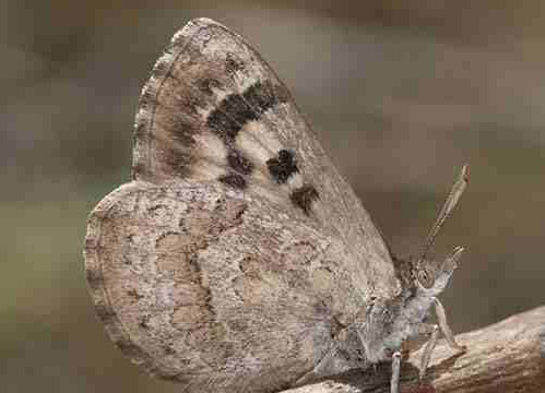 Butterfly Nature Reserve Fernwood Knysna