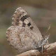 Butterfly Nature Reserve Fernwood Knysna